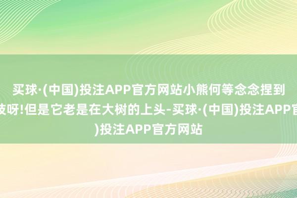 买球·(中国)投注APP官方网站小熊何等念念捏到一根树枝呀!但是它老是在大树的上头-买球·(中国)投注APP官方网站